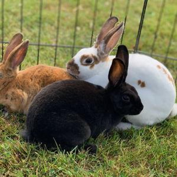 Bunny Petting Zoo Visit at Grange Garden