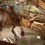 Arizona Museum of Natural History