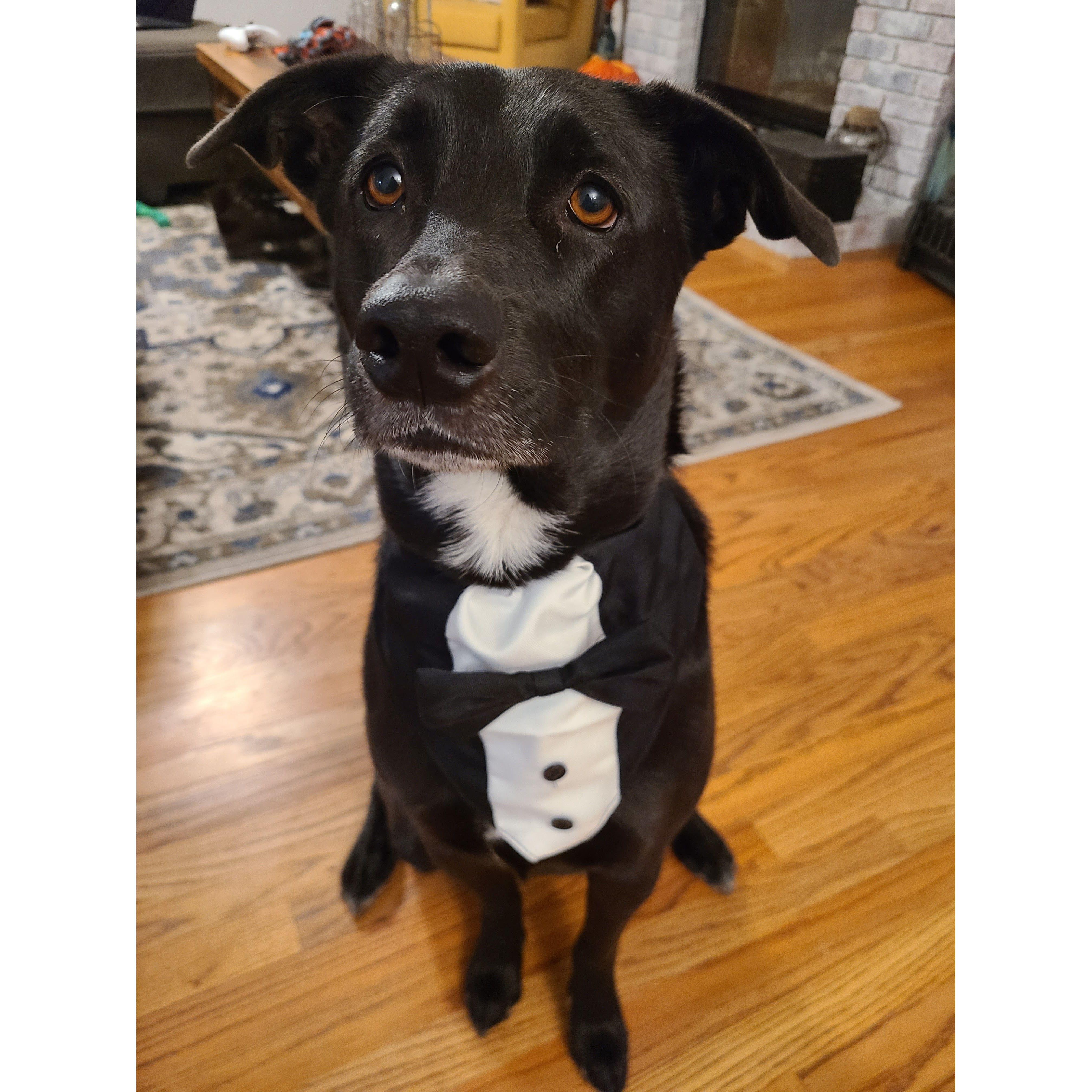 Puff is all dressed up and ready for the "I do's!"