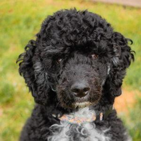Meadow Treat Fund