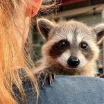 Hochatown Rescue Center & Petting Zoo