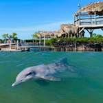 Dolphin Research Center