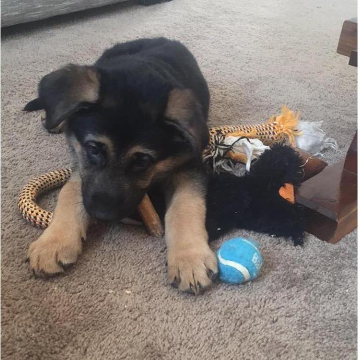 We get a puppy