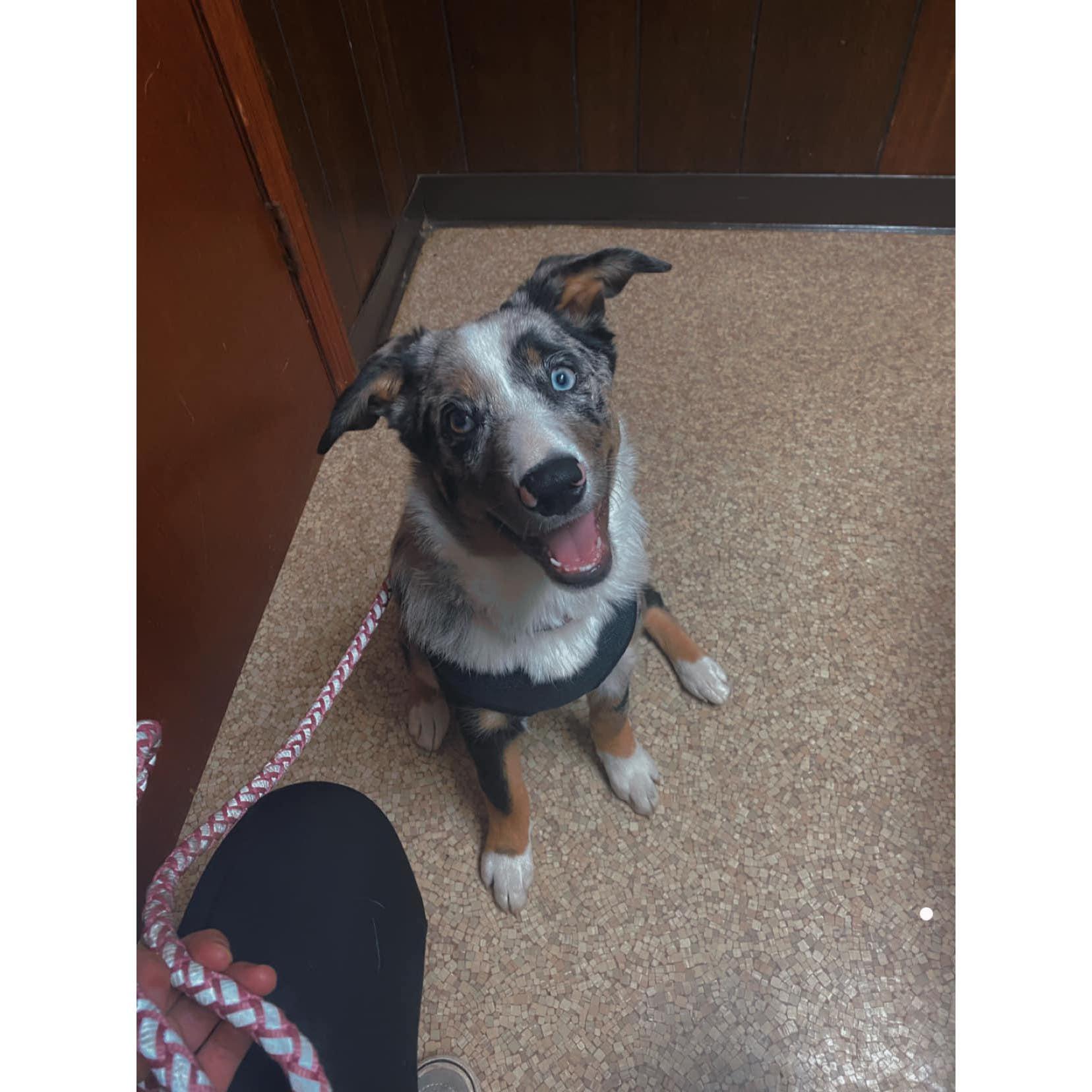 Zola