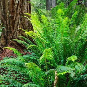 Western Sword Fern (6)