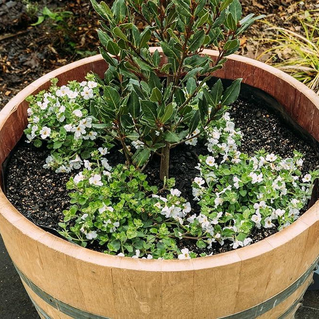 OAKENZ Oak Barrel Planter Liner Kit