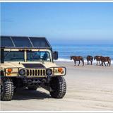 Wild Horse Adventure Tours