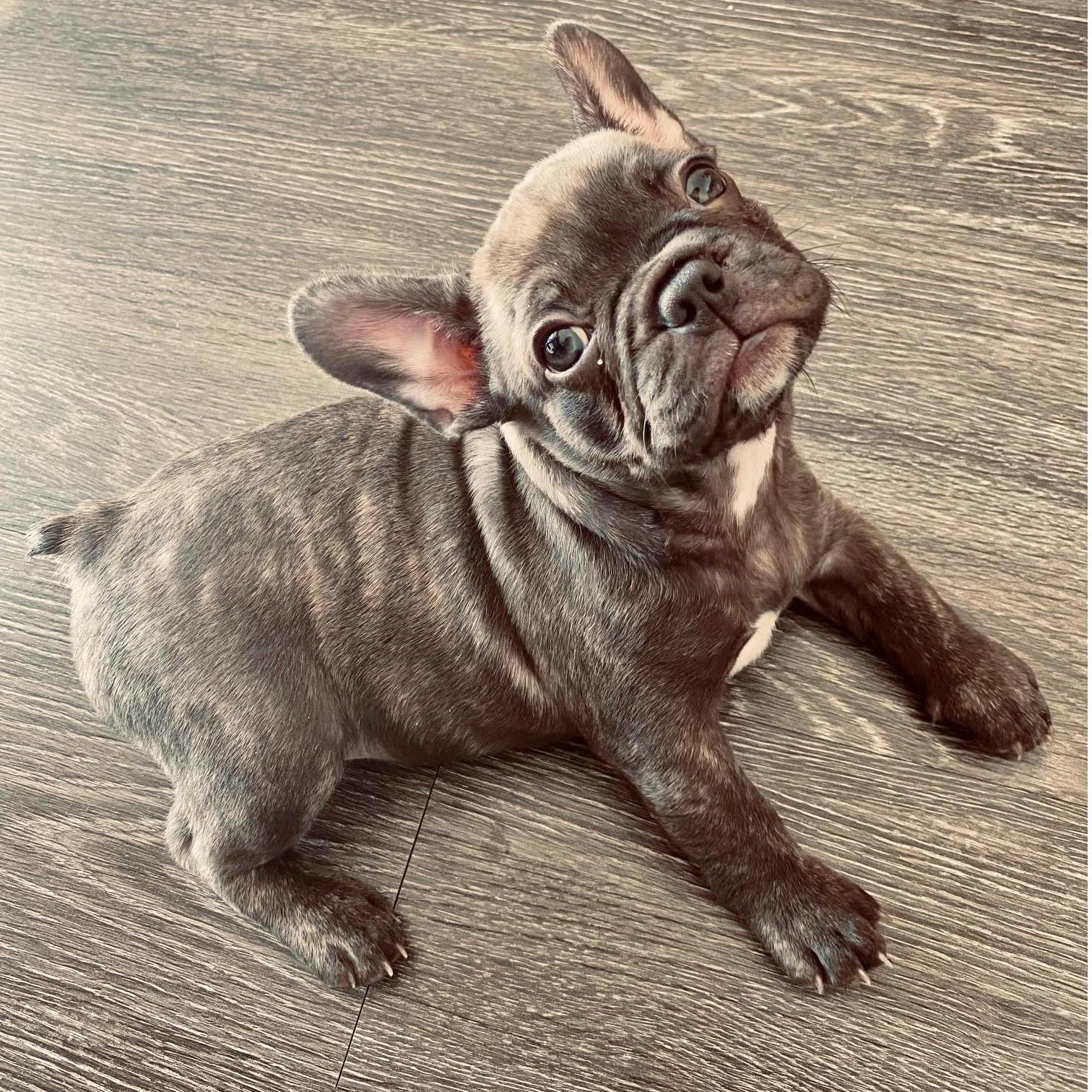 A baby Chica