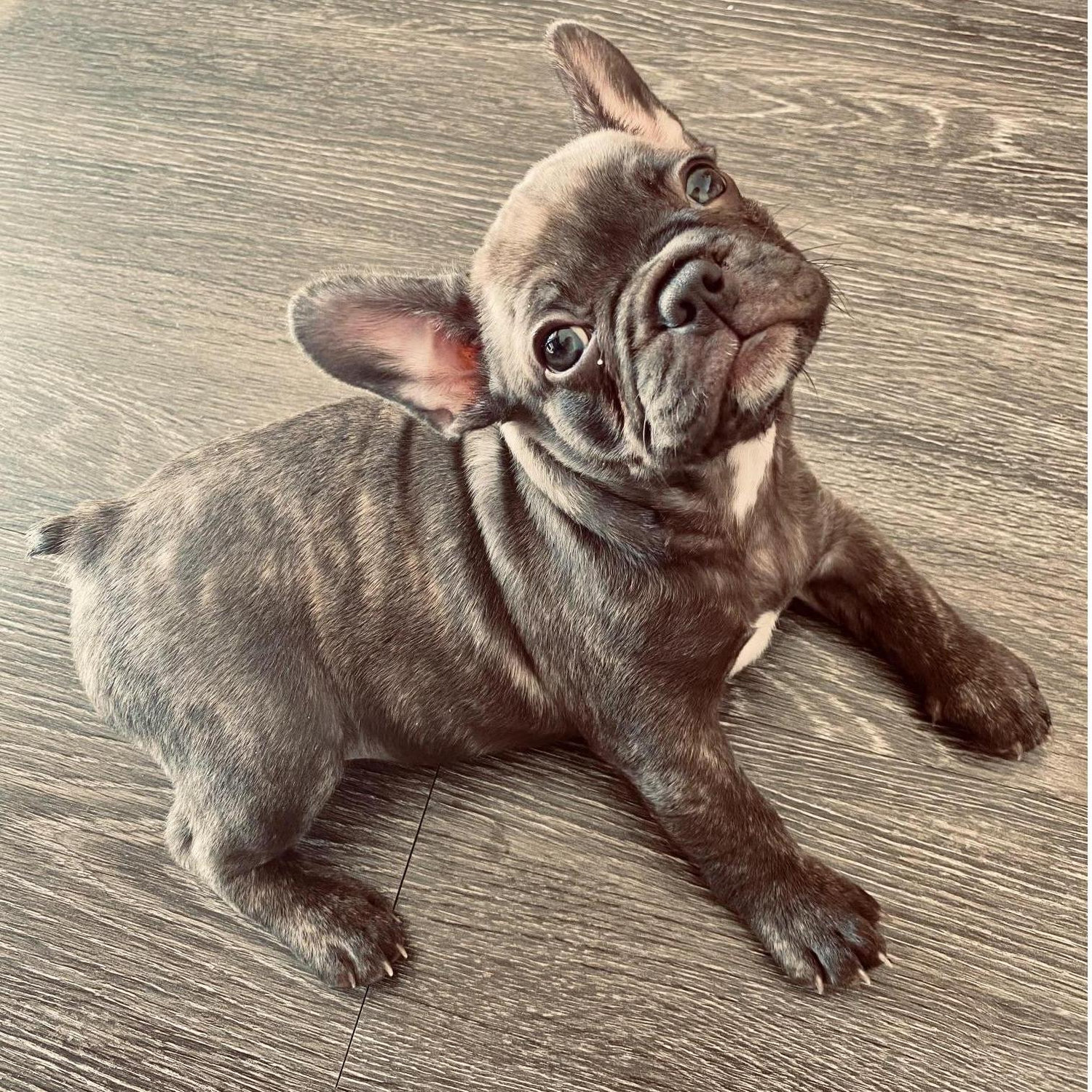 A baby Chica
