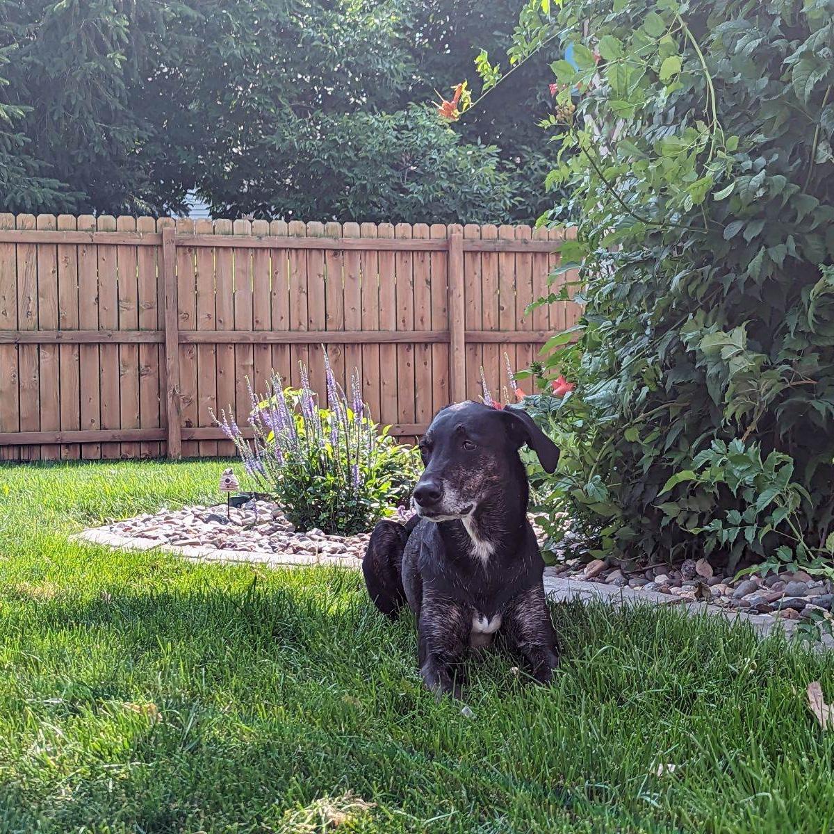 Juno