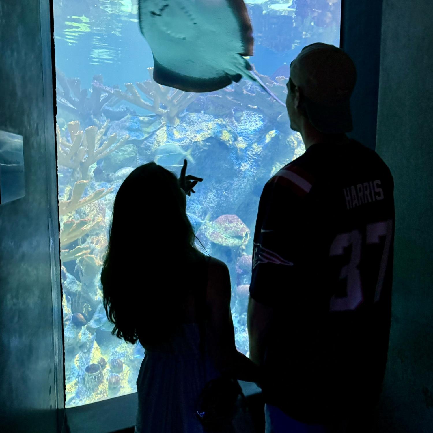 New England Aquarium 8/11/24
