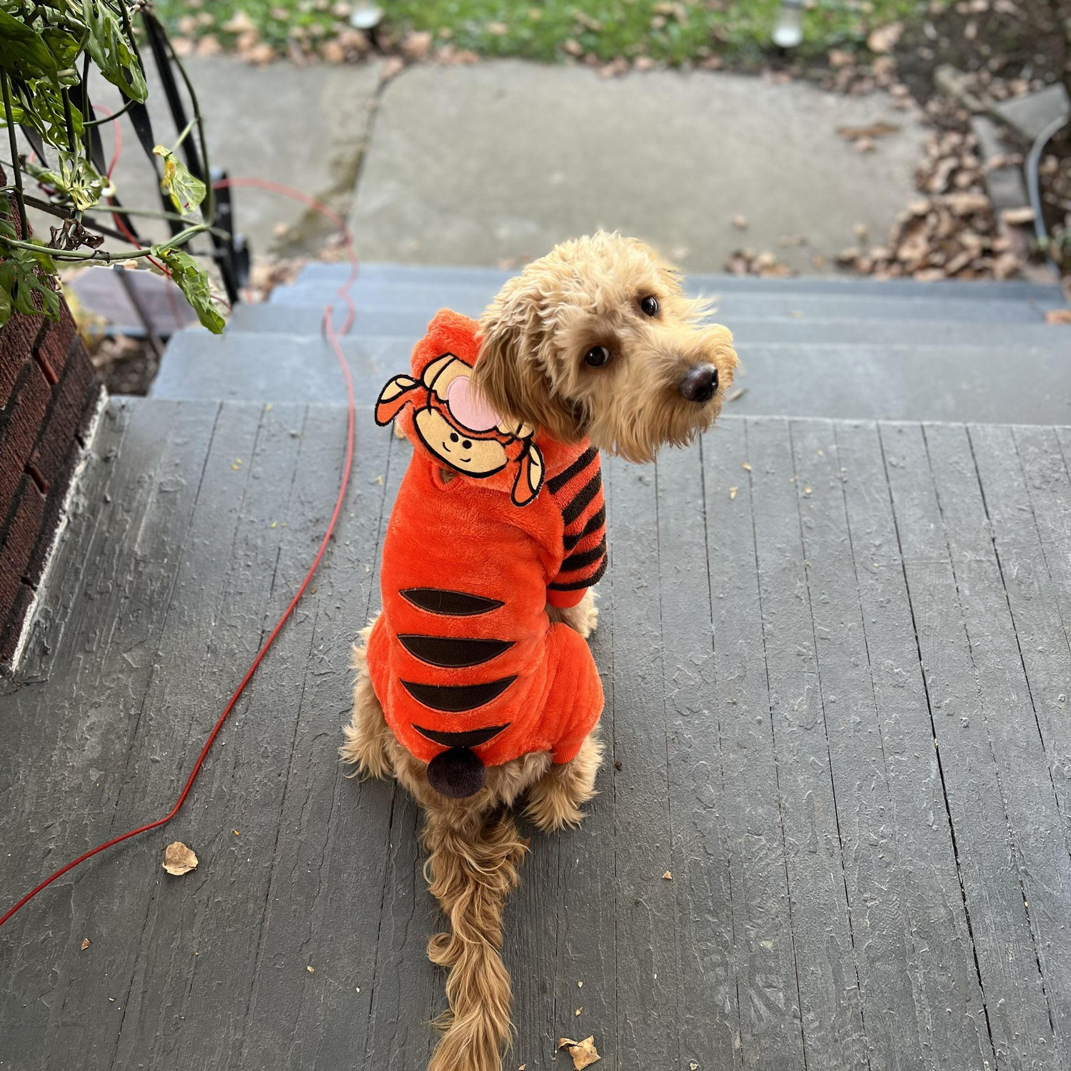 Milo's not thrilled about Halloween