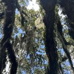 Saint Charles Streetcar
