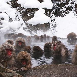 Jigokudani Monkey Park