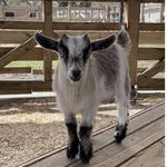 Goat Yoga At Alaska Farms