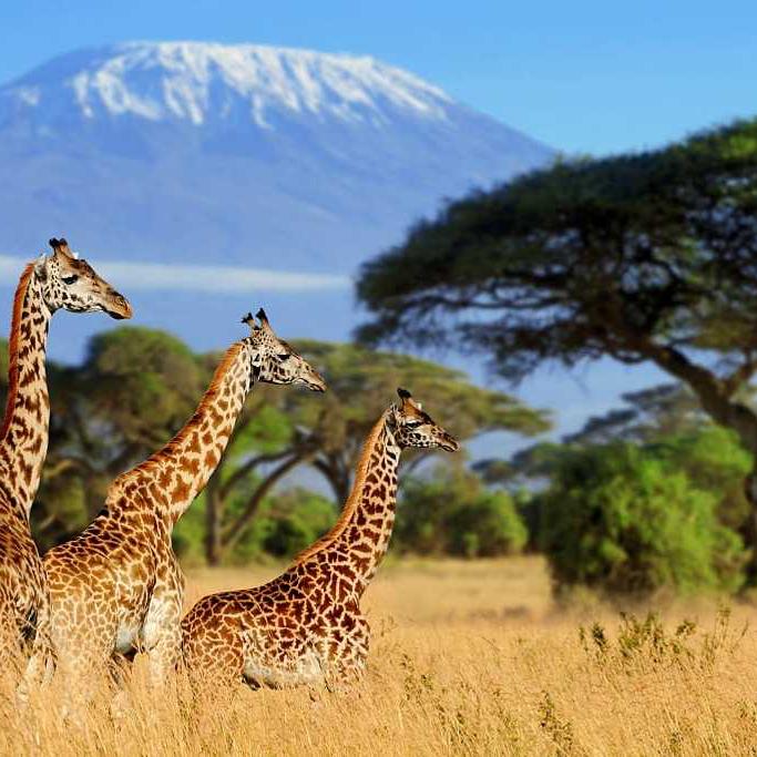 Africa Honeymoon Fund