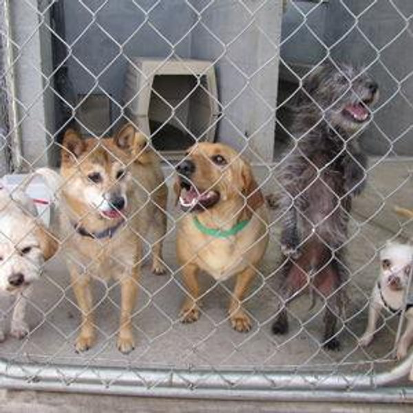 Donation to Rescue Dogs Rock NYC
