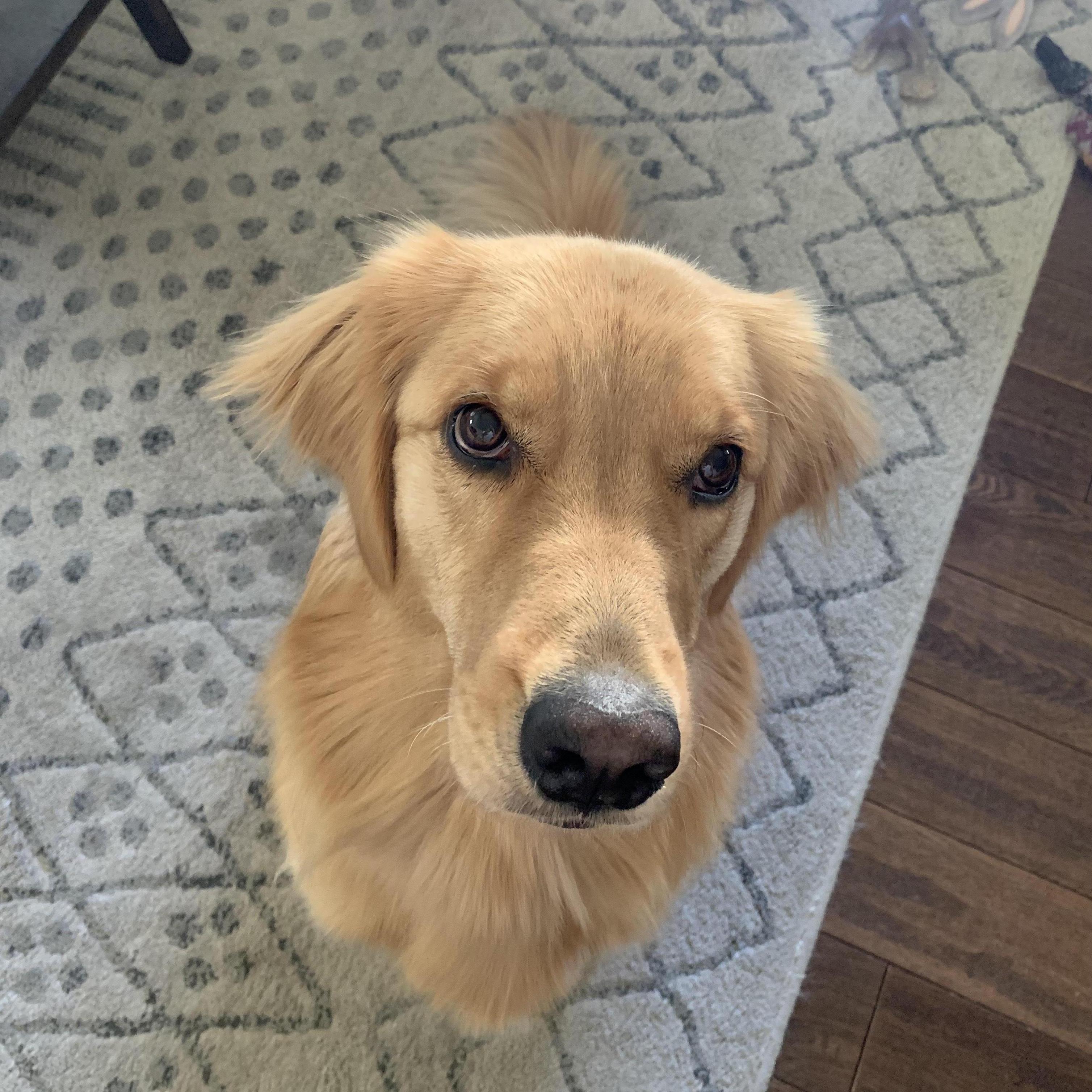 Lulu :: 2021