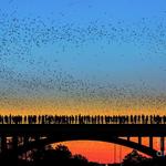 Austin Bat Tours