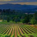 Wine Tasting