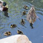 BYU Duck Pond