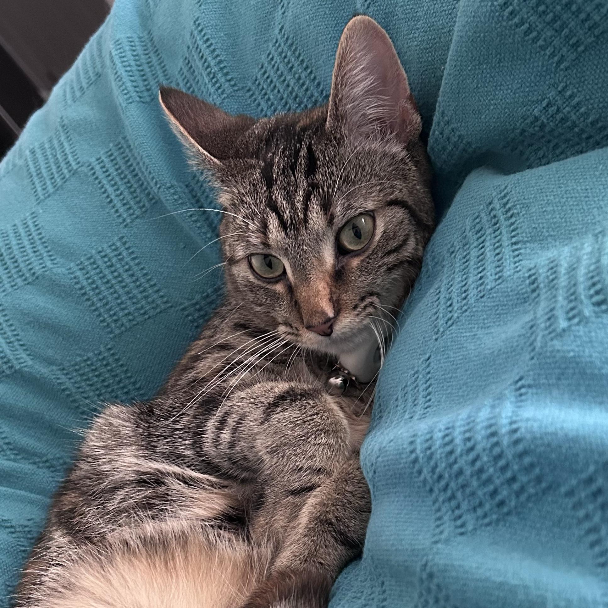 Interactive Toys for Sparky