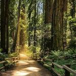 Muir Woods
