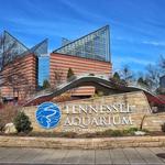 Tennessee Aquarium