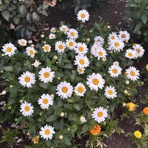 Gardener's Supply E-Gift Card