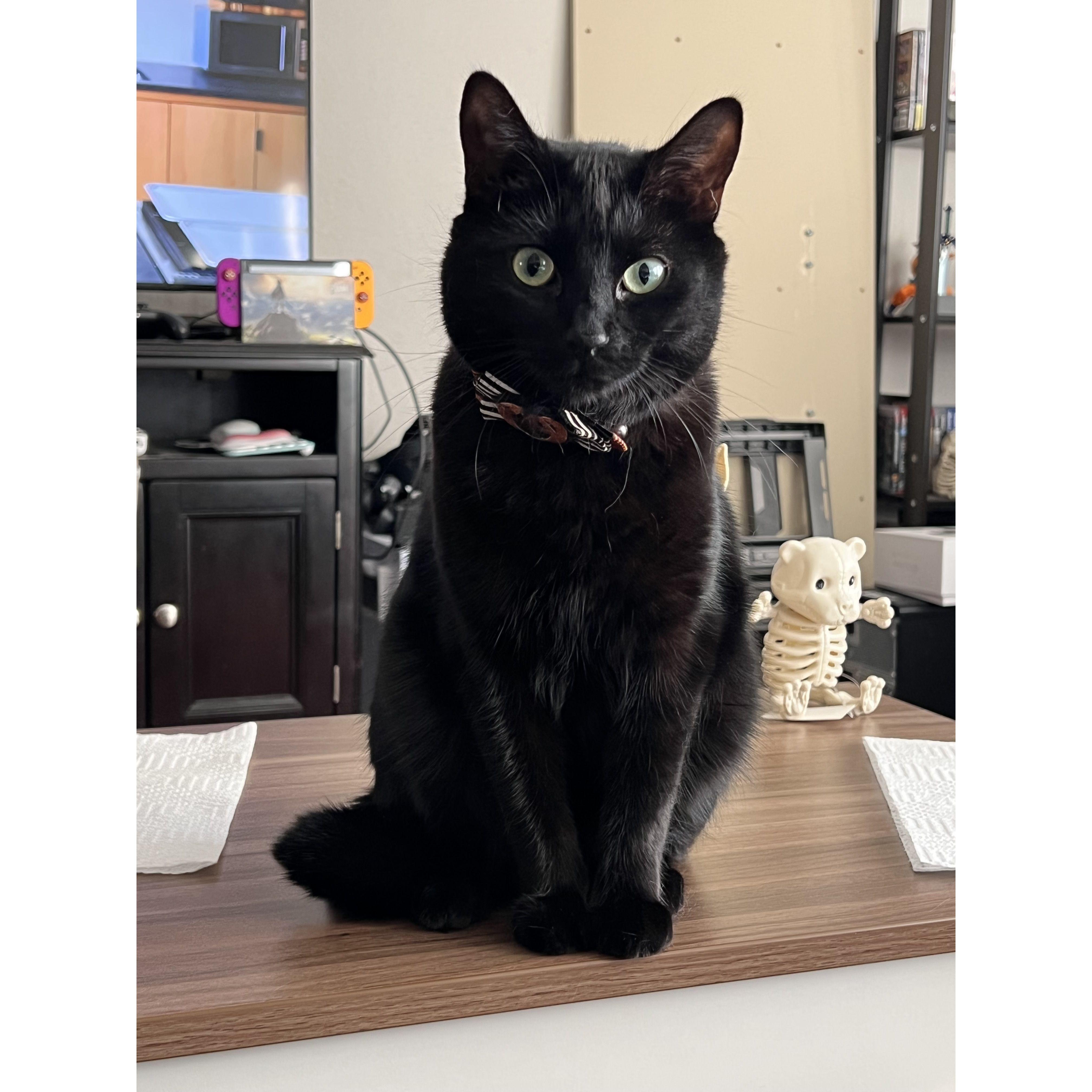 Spatula, our 2 year-old princess