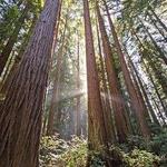 Henry Cowell Redwoods State Park