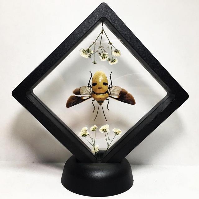 XL Floating Human Skull Beetle Taxidermy -...