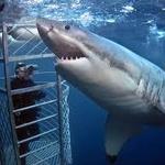 Cage Diving with Great White Sharks from Cape Town