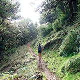 Fanal Forest