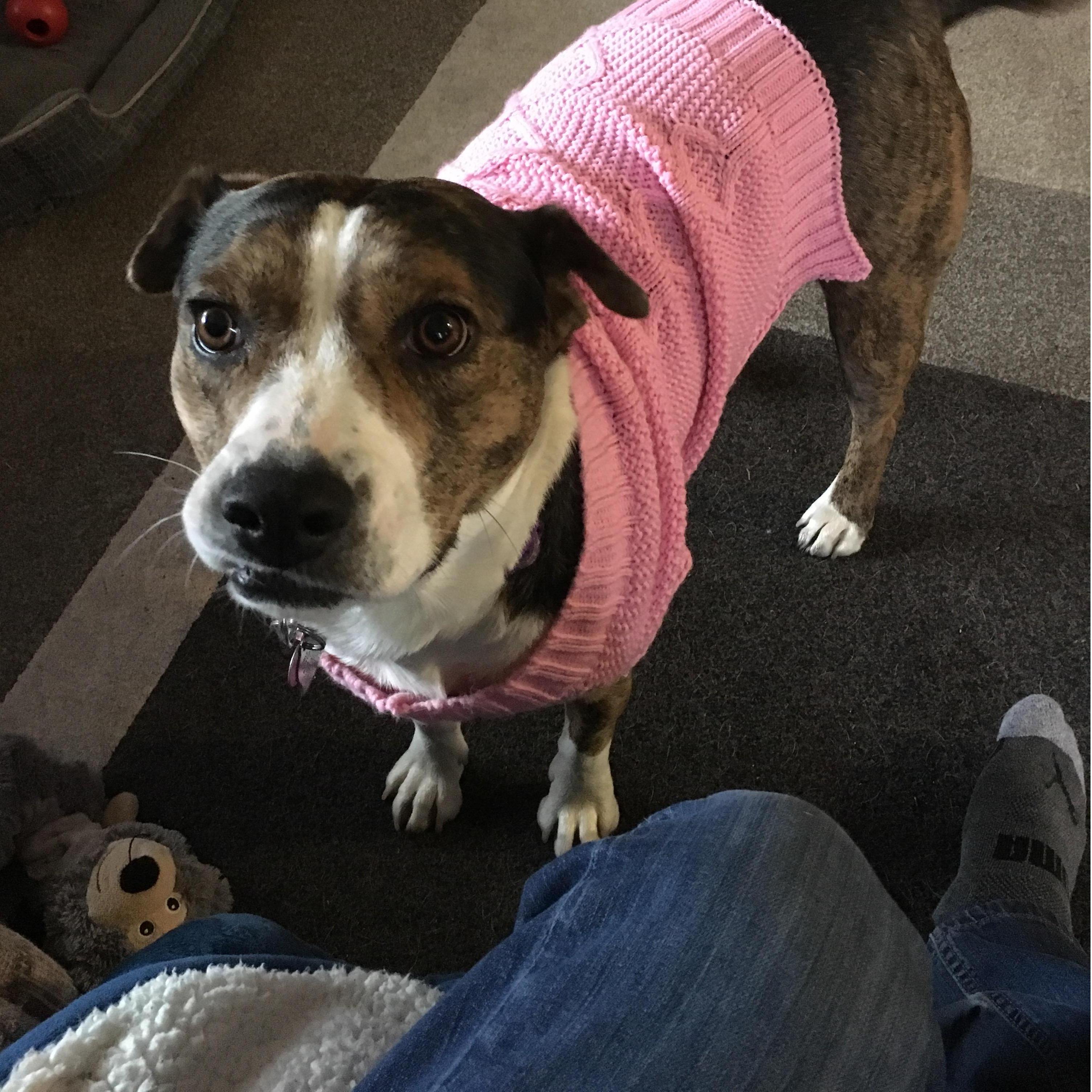 Our Roxy girl in her winter sweater!