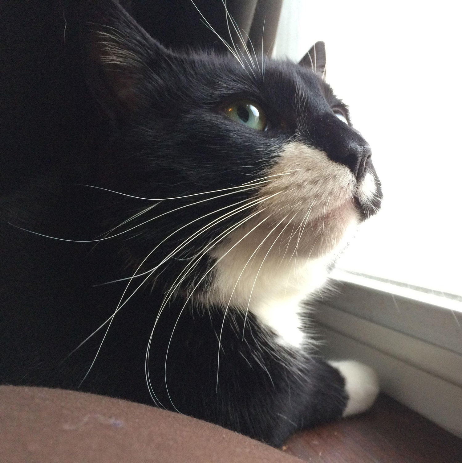 Our sweet baby boy Odin