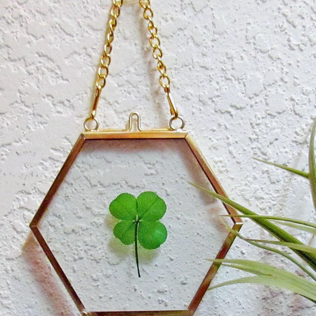 Gold Brass and Glass Hanging Ornament Minimalistic Frame with a Real Four Leaf Clover - BF-4F