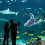 Loveland Living Planet Aquarium