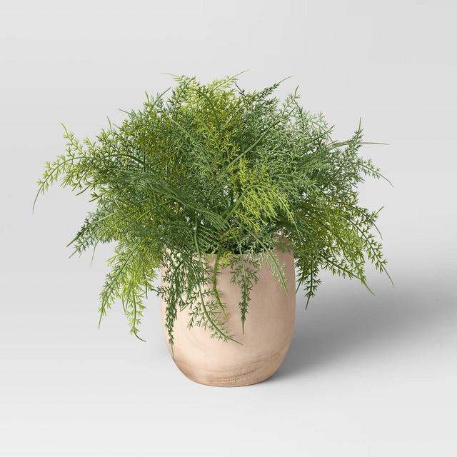 Large Asparagus Fern - Threshold™