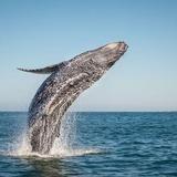Dana Wharf Sportfishing & Whale Watching Dana Point