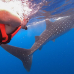 Whale Shark and Snorkeling