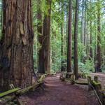Armstrong Redwoods State Natural Reserve