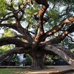 Treaty Oak Tree