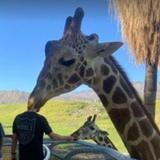 The Living Desert