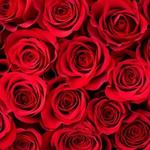 International Rose Test Garden