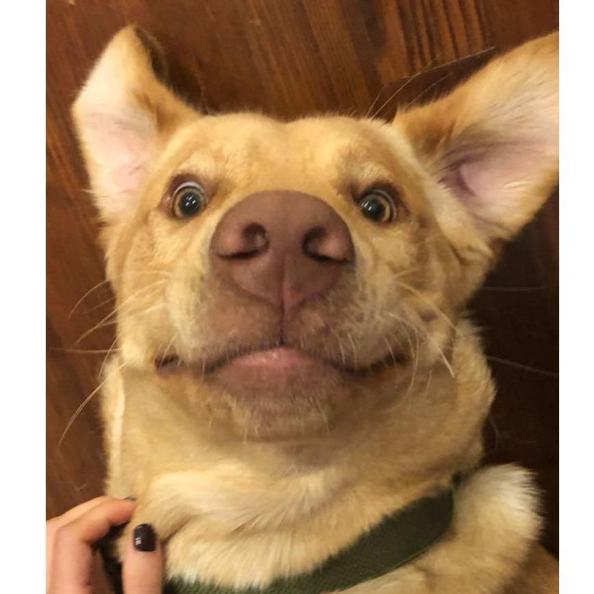 knoxy poo
