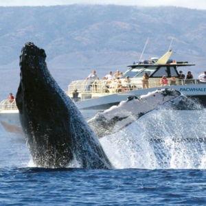Ferry Ride to Whale Watching Excursion