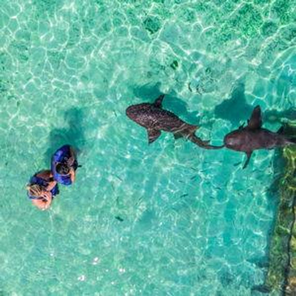 Swimming with Nurse Sharks