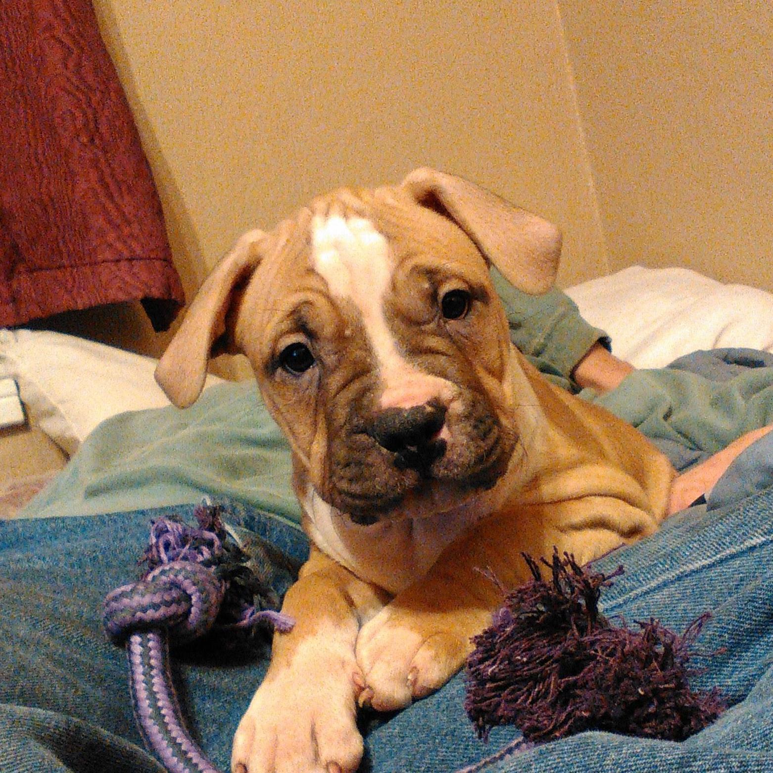my birthday puppy Bowzer