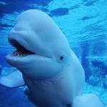 Georgia Aquarium
